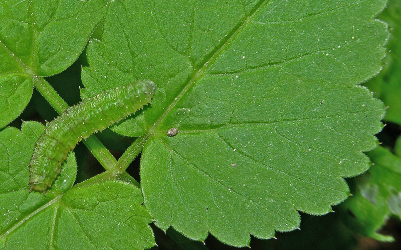 Pararge aegeria